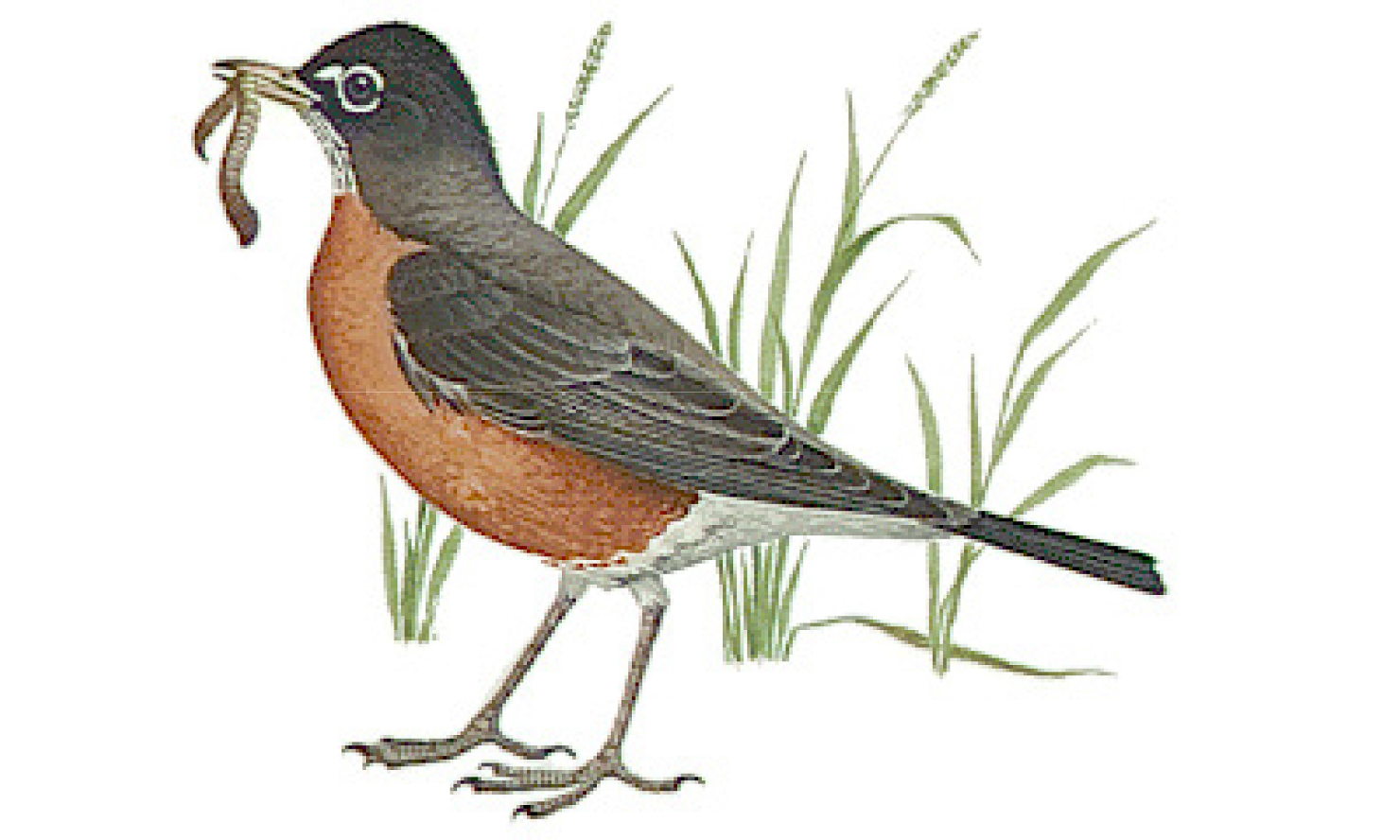 Robin Report but Spring Delayed - Hurricane Breeze Newspaper
